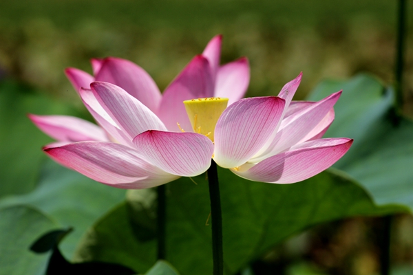 5.爭(zhēng)相斗艷。綻放的荷花就象爭(zhēng)相下凡的仙女一樣,向人們展示著婀娜多姿的身影。_副本.jpg 5.爭(zhēng)相斗艷。綻放的荷花就象爭(zhēng)相下凡的仙女一樣,向人們展示著婀娜多姿的身影。_副本.jpg