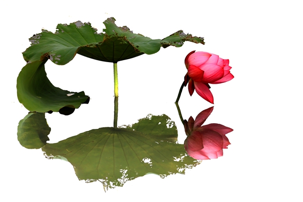 8.荷影相映,紅花還需綠葉襯,我的含苞怒放中更顯現(xiàn)出您無(wú)私的襯托。_副本.jpg 8.荷影相映,紅花還需綠葉襯,我的含苞怒放中更顯現(xiàn)出您無(wú)私的襯托。_副本.jpg