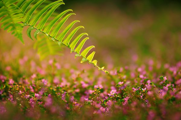 夏至花繁草木榮   晚風來去吹香遠_副本.jpg