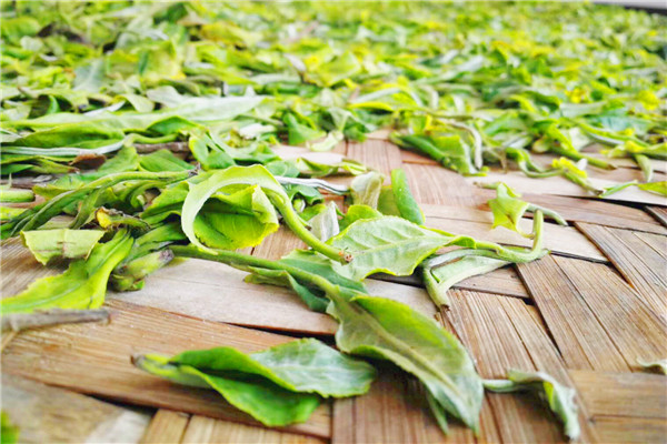 10曬茶的竹笆.jpg 10曬茶的竹笆.jpg