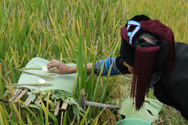 綠春_副本.jpg 綠春_副本.jpg