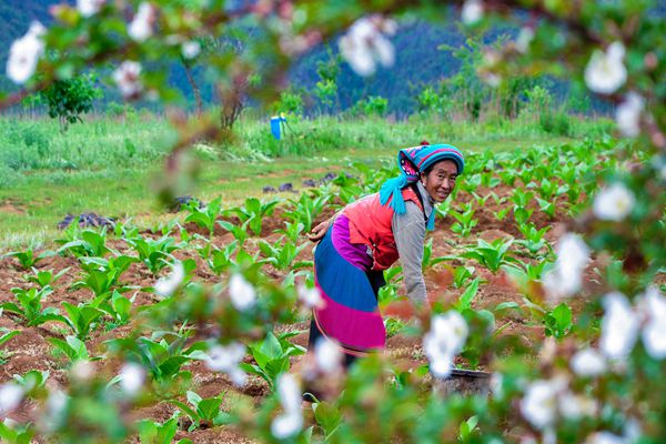 劍川_副本.jpg 劍川_副本.jpg