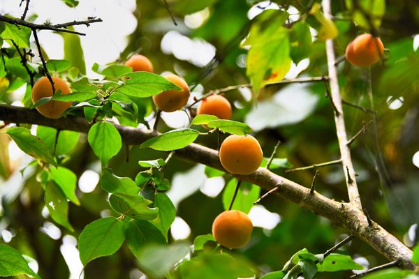 昌寧_副本.jpg 昌寧_副本.jpg