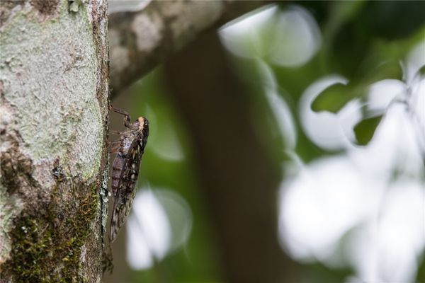 圖3:清心自飲露,哀響乍吟風(梁河)_副本.jpg 圖3:清心自飲露,哀響乍吟風(梁河)_副本.jpg
