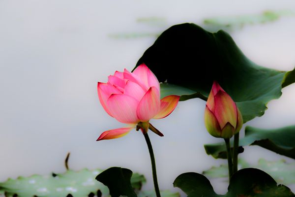 圖9:夏之絢(玉溪紅塔)_副本.jpg 圖9:夏之絢(玉溪紅塔)_副本.jpg