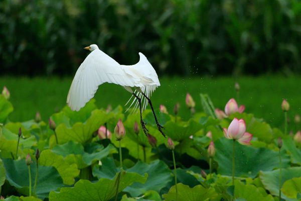 圖7:曉驚白鷺聯翩雪,浪蹙青茭瀲滟煙。(保山騰沖)_副本.jpg 圖7:曉驚白鷺聯翩雪,浪蹙青茭瀲滟煙。(保山騰沖)_副本.jpg