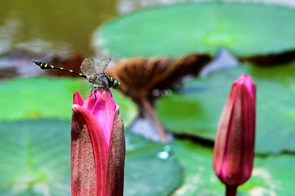 圖片1_副本.jpg 圖片1_副本.jpg