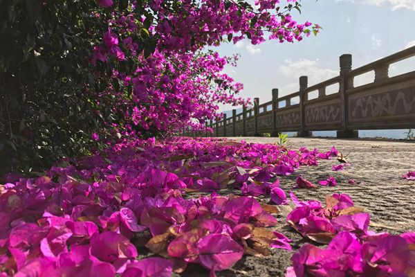 圖2:《紛紛紅紫已成塵 布谷聲中夏令新》_副本.jpg 圖2:《紛紛紅紫已成塵 布谷聲中夏令新》_副本.jpg