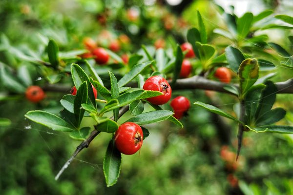 朱蕾_副本.jpg 朱蕾_副本.jpg