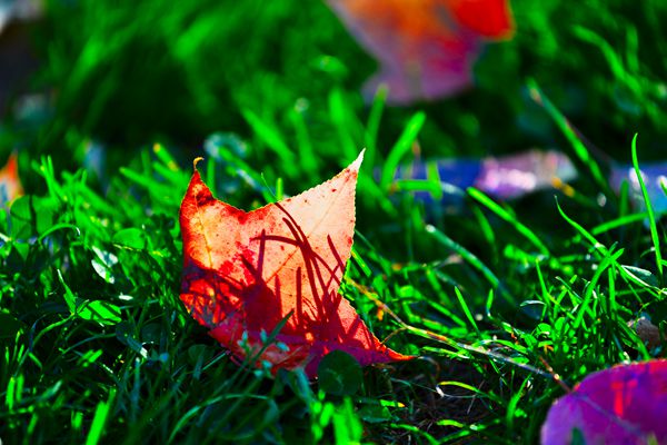 【紀(jì)檢人鏡頭】立秋 云南省昌寧縣紀(jì)委投稿(清風(fēng)撥云見(jiàn)余輝,楓葉如丹動(dòng)秋聲)_副本.jpg 【紀(jì)檢人鏡頭】立秋 云南省昌寧縣紀(jì)委投稿(清風(fēng)撥云見(jiàn)余輝,楓葉如丹動(dòng)秋聲)_副本.jpg