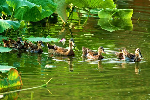 池水漸涼蟬唱稀,荷塘露黃野鴨游_副本.jpg 池水漸涼蟬唱稀,荷塘露黃野鴨游_副本.jpg