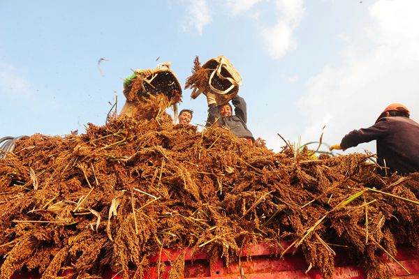 羅平_副本.jpg 羅平_副本.jpg