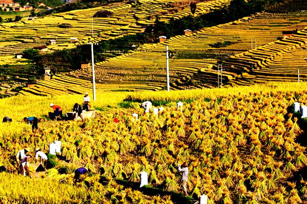 雙柏_副本.jpg 雙柏_副本.jpg