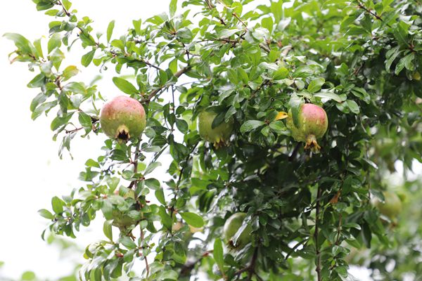 威信_副本.jpg 威信_副本.jpg