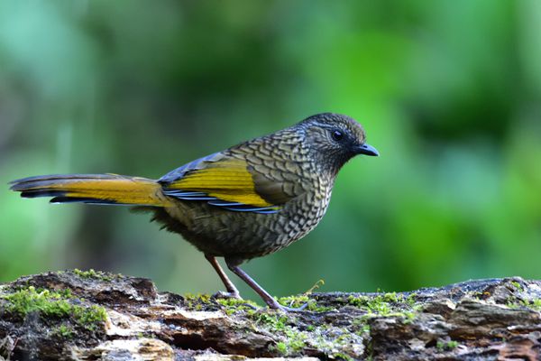 DSC_3528純色噪鹛_00001_副本.jpg DSC_3528純色噪鹛_00001_副本.jpg