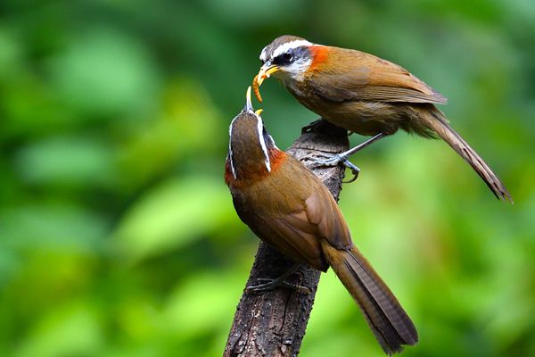 棕頸鉤嘴鹛_副本.jpg 棕頸鉤嘴鹛_副本.jpg