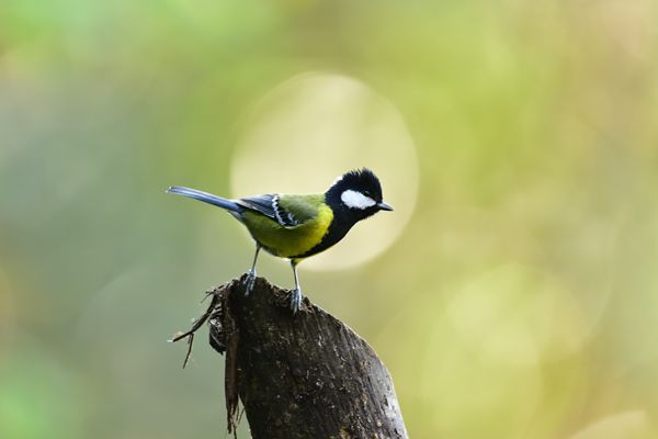 01綠背山雀_副本.jpg 01綠背山雀_副本.jpg