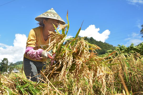 鎮康_副本.jpg 鎮康_副本.jpg