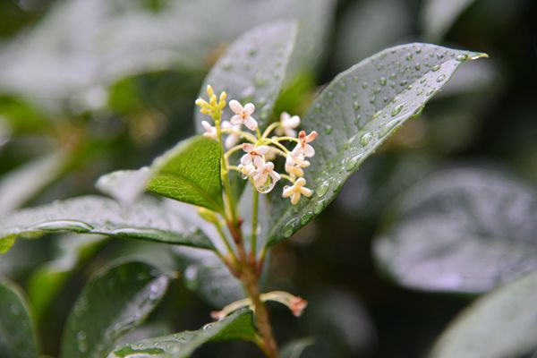 師宗_副本.jpg 師宗_副本.jpg