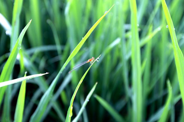 【紀檢人·鏡頭】白露2_副本.jpg 【紀檢人·鏡頭】白露2_副本.jpg