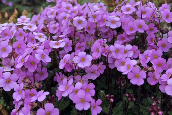 mmexport1529323501307_副本.jpg mmexport1529323501307_副本.jpg