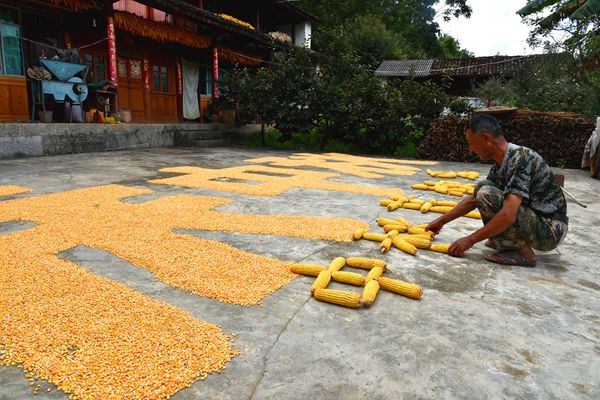 圖1: 晾場玩出新花樣,五谷豐登慶中秋_副本.jpg 圖1: 晾場玩出新花樣,五谷豐登慶中秋_副本.jpg
