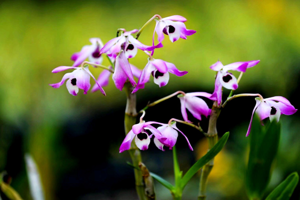 圖片1_副本.png 圖片1_副本.png