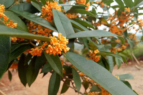 QQ圖片20180927174729_副本.jpg QQ圖片20180927174729_副本.jpg