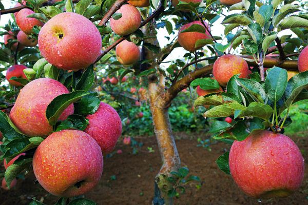 26_副本.jpg 26_副本.jpg