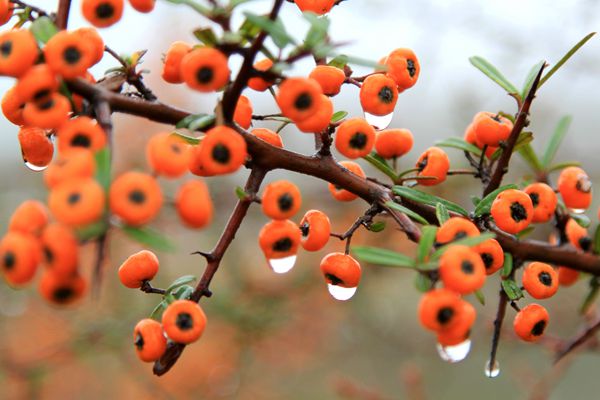 秋果滿枝紅  寒露身上衣_副本.jpg