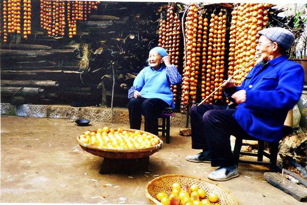 小院柿子紅  百姓日子火_副本.jpg