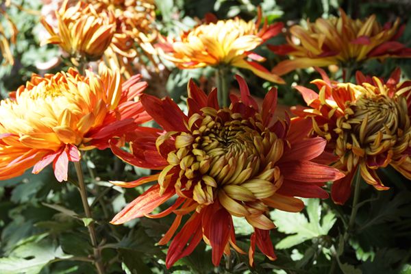 暗暗淡淡紫    融融冶冶黃_副本.jpg