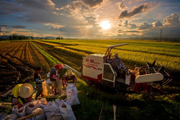 寒露驚秋晚  朝看田間忙_副本.jpg