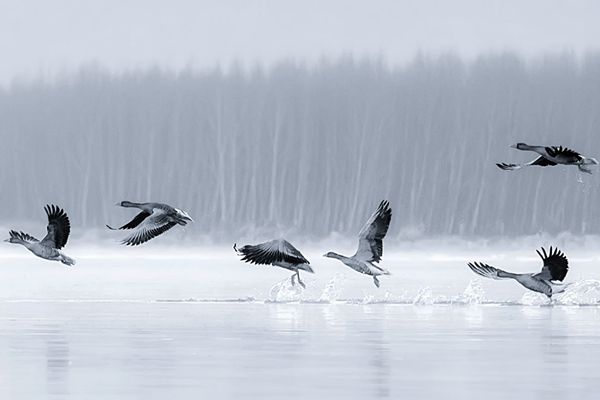 林疏日遠無蟬語  鴻雁來賓任蜚翔_副本.jpg
