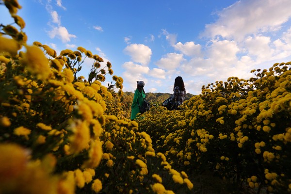 騰沖 賞菊_副本.jpg 騰沖 賞菊_副本.jpg