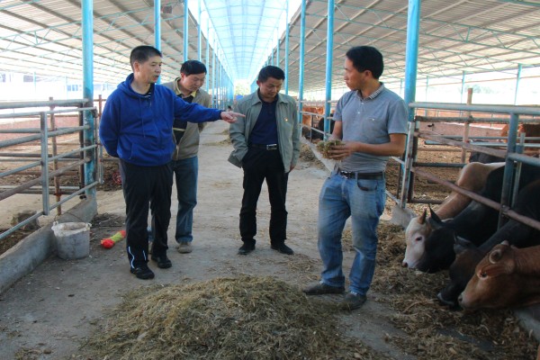 實地調研岜奪豪峰養牛場.jpg 實地調研岜奪豪峰養牛場.jpg