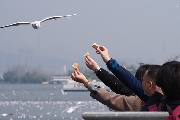 昆明祿勸.jpg 昆明祿勸.jpg