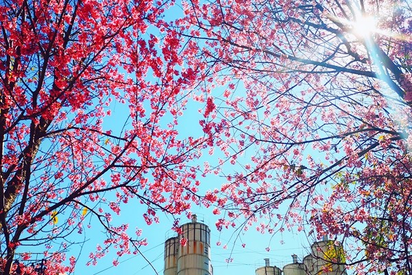 IMG_20181227_140659_mh1545890927906_副本.jpg IMG_20181227_140659_mh1545890927906_副本.jpg