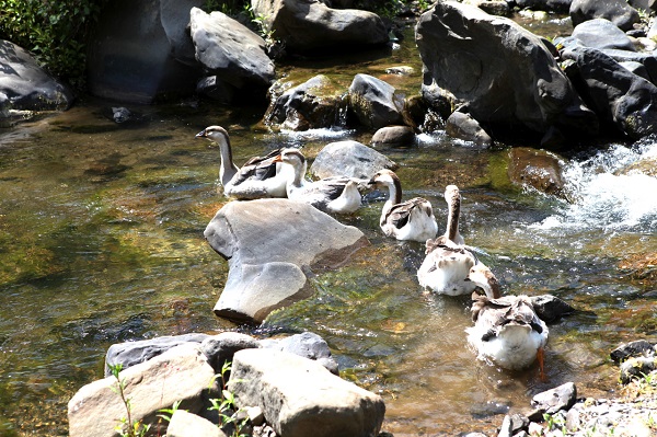 15祥云1.jpg 15祥云1.jpg