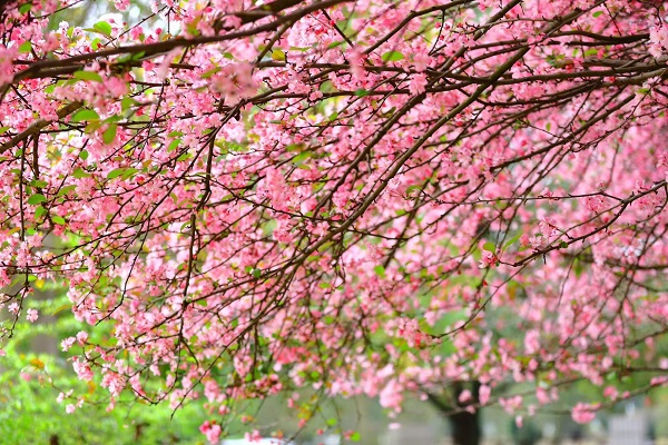 3安寧.jpg 3安寧.jpg