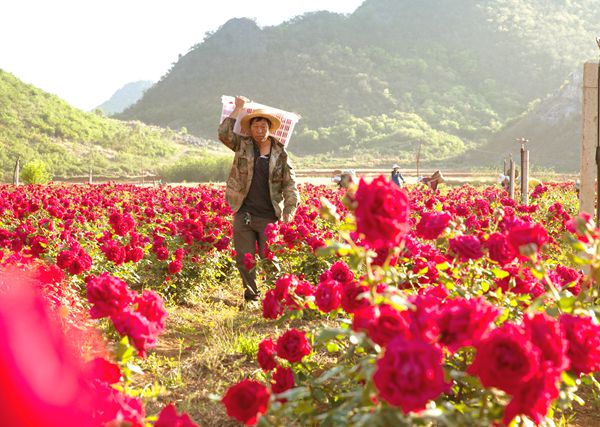 小滿時節,云南省丘北縣境風食用玫瑰花進入盛花期,花農揮灑汗水,辛勤忙碌中透著豐收的喜悅。(馬衛忠 攝).jpg 小滿時節,云南省丘北縣境風食用玫瑰花進入盛花期,花農揮灑汗水,辛勤忙碌中透著豐收的喜悅。(馬衛忠 攝).jpg