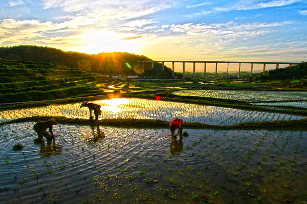 芒種 (1).png 芒種 (1).png