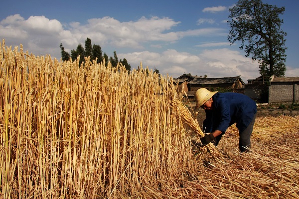 夜來南風起,小麥覆隴黃(王自林 攝).jpg 夜來南風起,小麥覆隴黃(王自林 攝).jpg