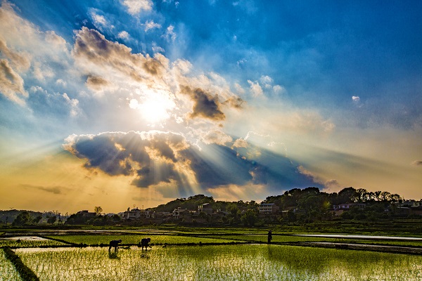 農家插蒔天.jpg 農家插蒔天.jpg