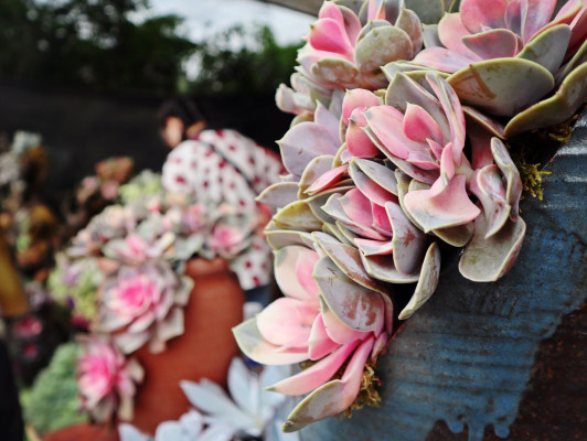 花草2.jpg 花草2.jpg