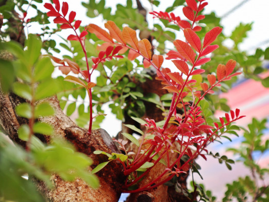 花草1.jpg 花草1.jpg