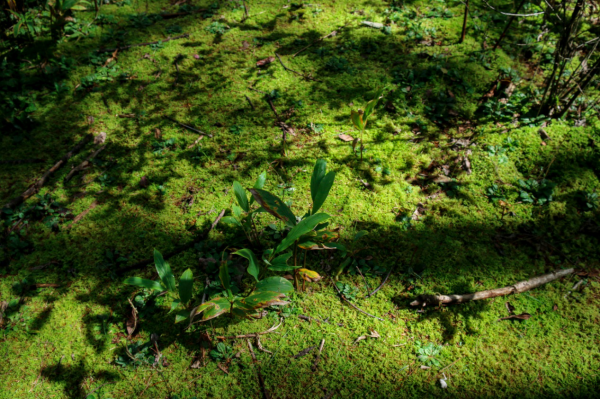 圖片1.png 圖片1.png