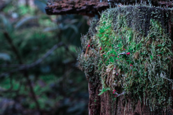 圖片7.png 圖片7.png