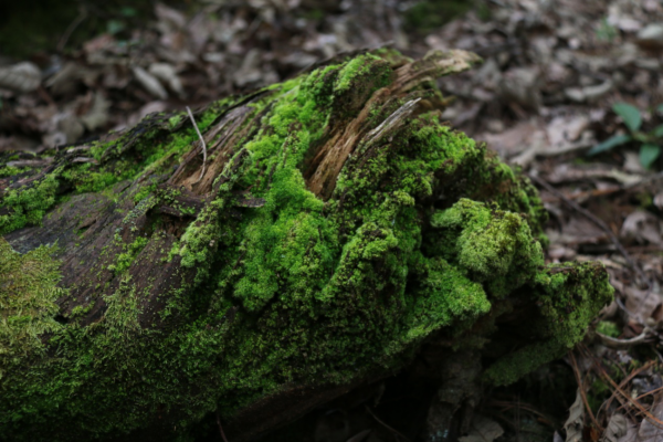 圖片6.png 圖片6.png