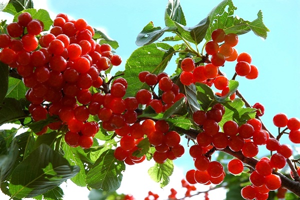 8yP8uTNSA9dhYD0SFDJCKsOZBj1XuMCPynA9k44f.jpeg 8yP8uTNSA9dhYD0SFDJCKsOZBj1XuMCPynA9k44f.jpeg